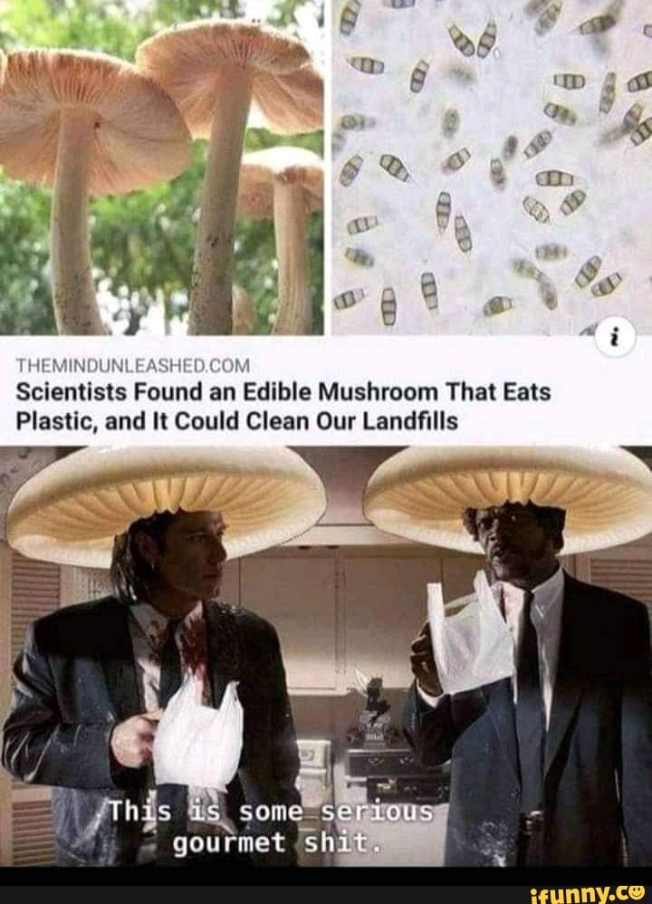 ID Scientists Found an Edible Mushroom That Eats Plastic, and It Could