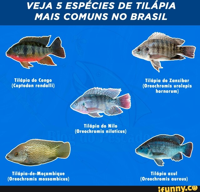 VEJA 5 ESPÉCIES DE TILÁPIA MAIS COMUNS NO BRASIL Tilápia do Congo
