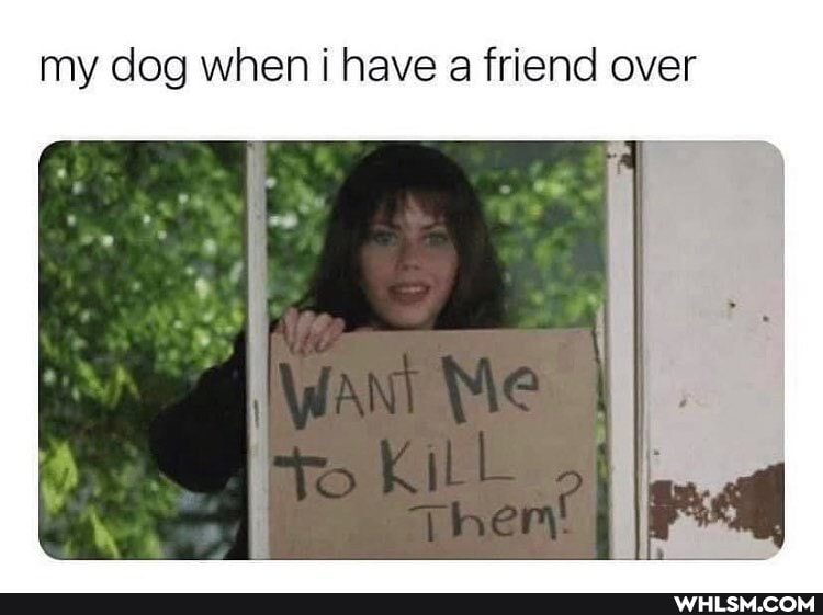 my dog when have .a friend over