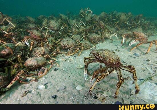 Japanese_spider_crab memes. Best Collection of funny Japanese_spider ...