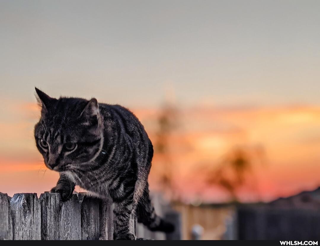 cat, art, photography, wholesome