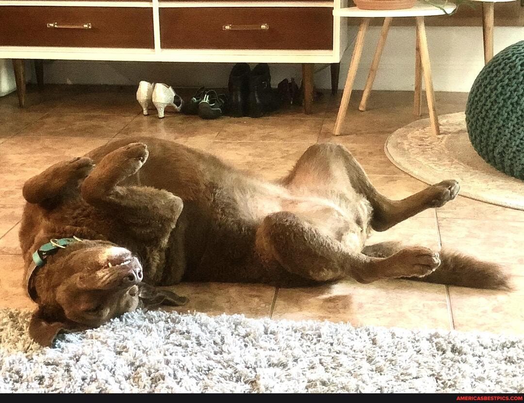knows, downward, dog, familiar