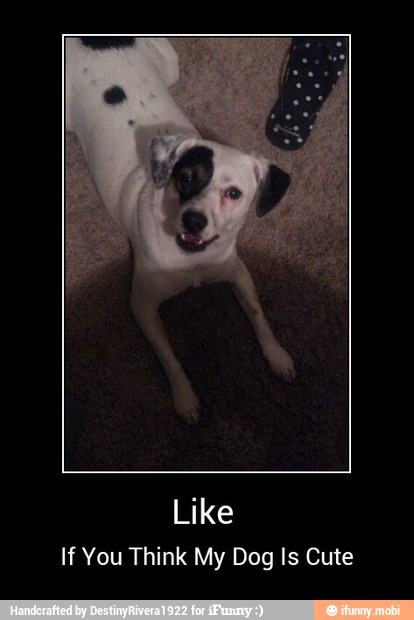 Like
If You Think My Dog Is Cute - Like
If You Think My Dog Is Cute