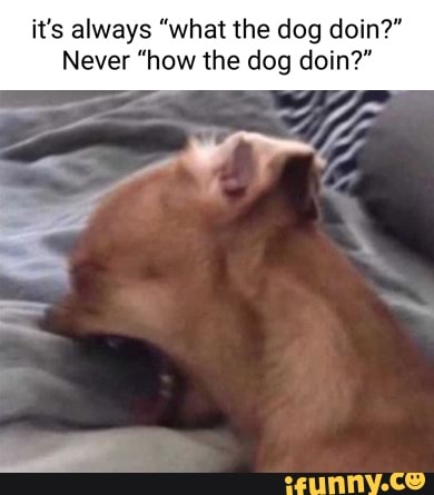 it's always "what the dog doin?"
Never "how the dog doin
ant