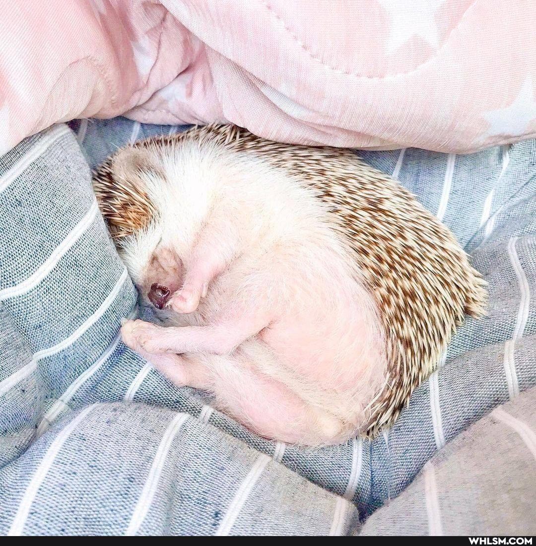 chonky, funny, aww