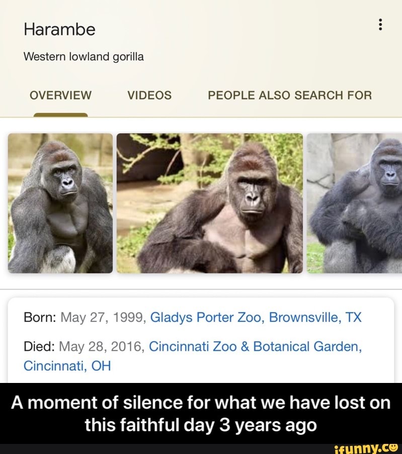 Harambe Western Lowland Gorilla Overview Videos People Also Search For Born May 27 1999giadys 