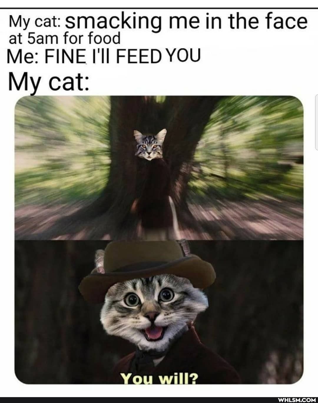 My cat: smacking me in the face at for food
Me: FINE I'll FEED YOU My cat:
You willl?