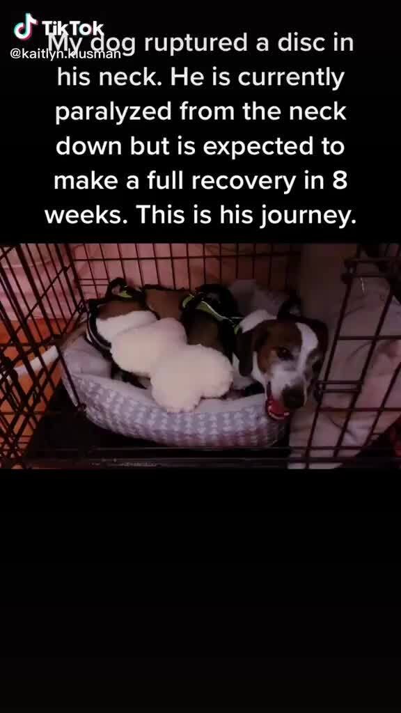 Dog ruptured a disc in his neck. He is currently paralyzed from the