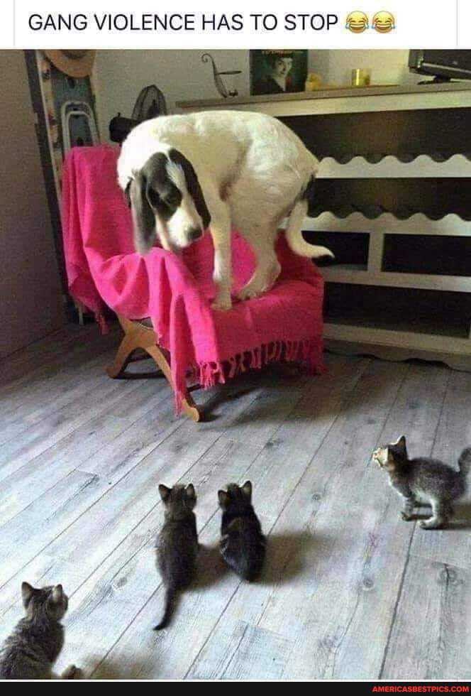 GANG VIOLENCE HAS TO STOP