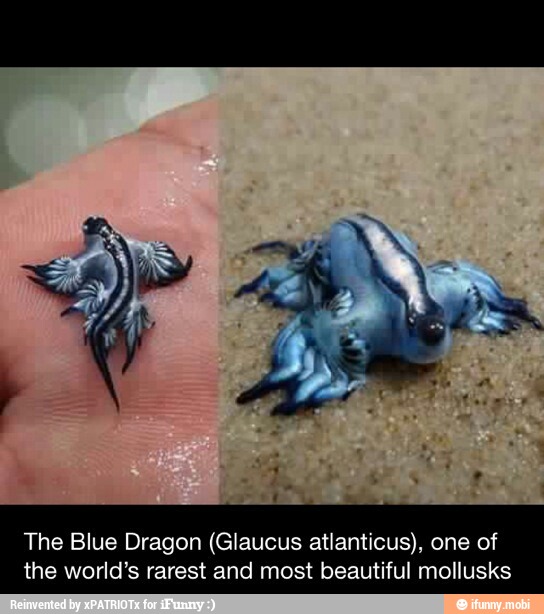 The Blue Dragon (Glaucus atlanticus), one of
the world's rarest and most beautiful mollusks