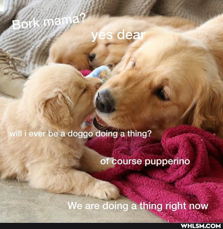Bork mama? yes dear
will i ever be a doqgo doing a thing?
of course pupperino
We are doing a thing right now