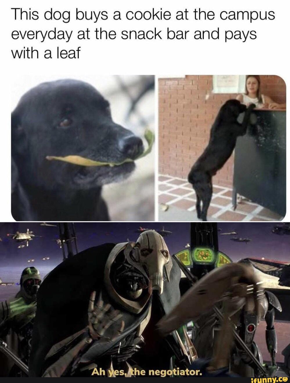 This dog buys a cookie at the campus everyday at the snack bar and pays with a leaf
Ah dos Hie negotiator.