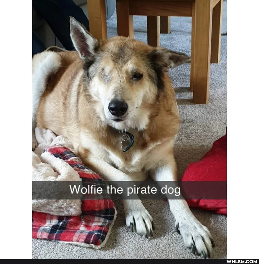Wolfie the pirate dog