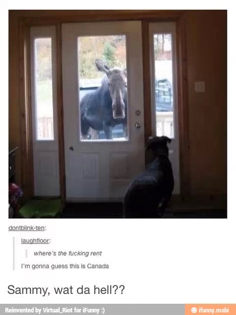 Sammy, wat da hell??
