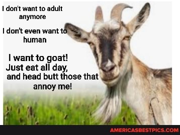 don't want to adult anymore
don't even want human
want to goat!
Just eat all day, and head butt those that
annoy me!