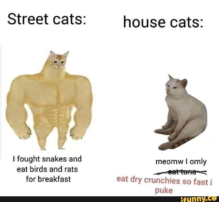 Street cats house cats I fought snakes and meomw I omly eat birds and