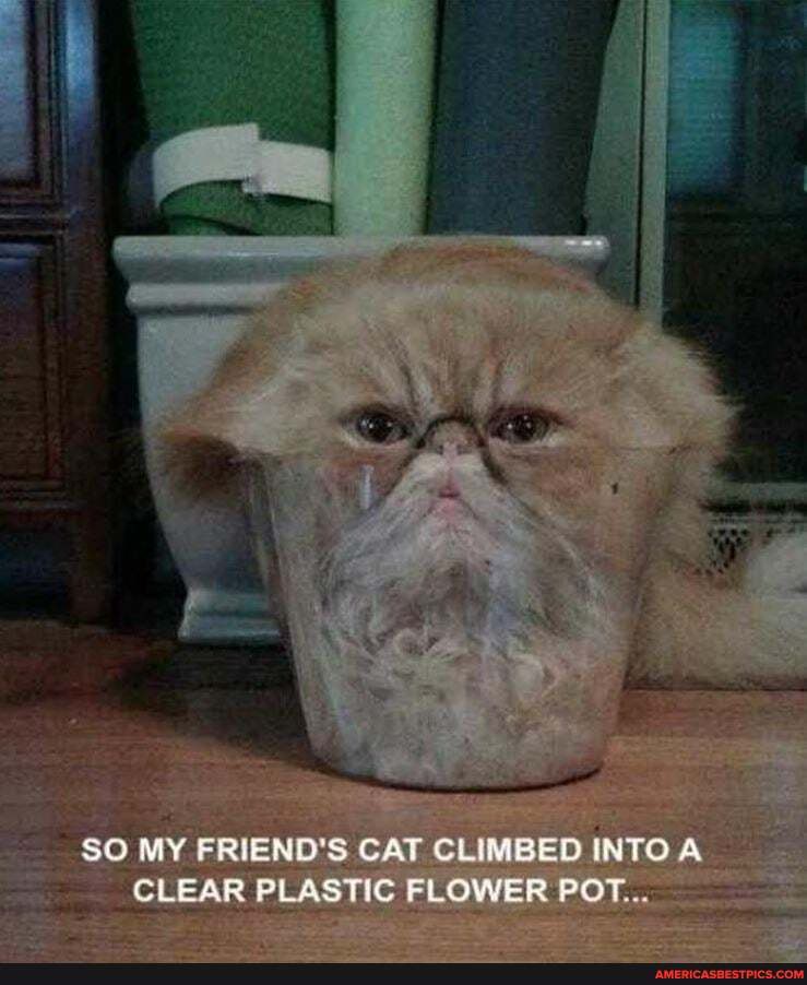 SO MY FRIEND'S CAT CLIMBED INTO A CLEAR PLASTIC FLOWER POT...