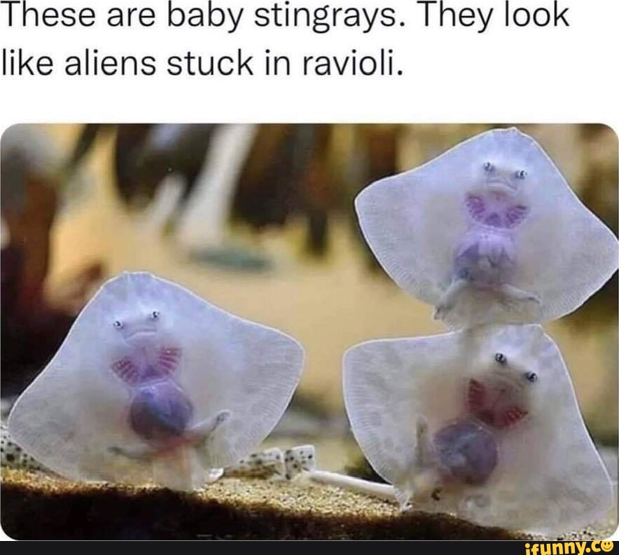 These are baby stingrays. I ney look like aliens stuck in ravioli. - iFunny