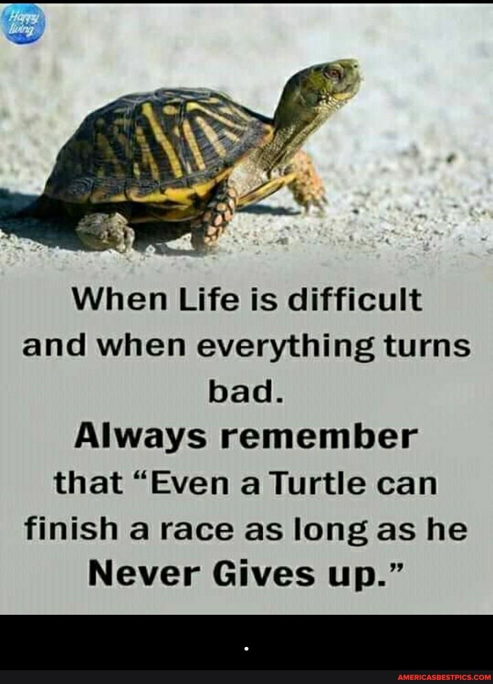 ge
When Life is difficult and when everything turns bad.
Always remember that "Even a Turtle can finish a race as long as he
Never Gives up." - .