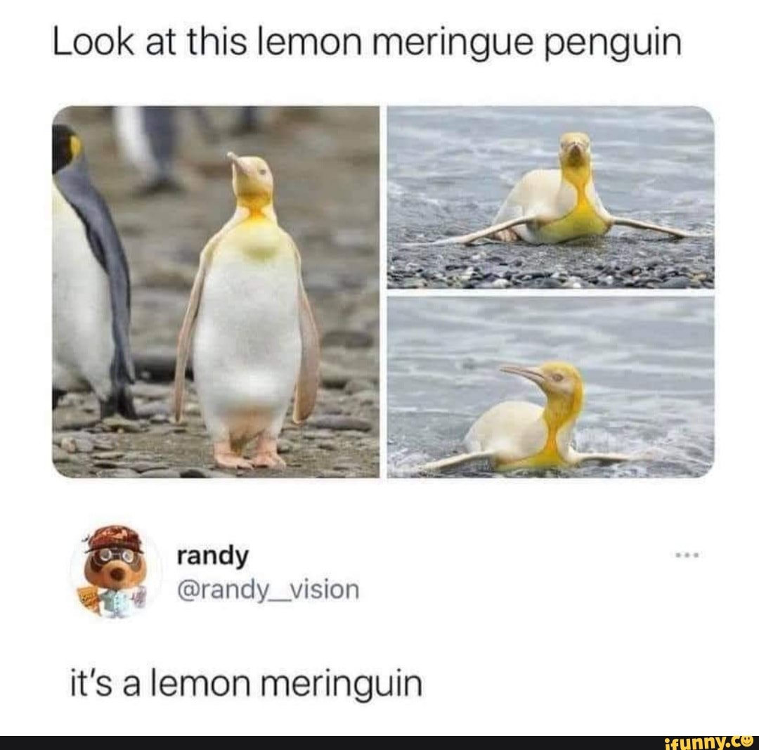 Look at this lemon meringue penguin
it's a lemon meringuin