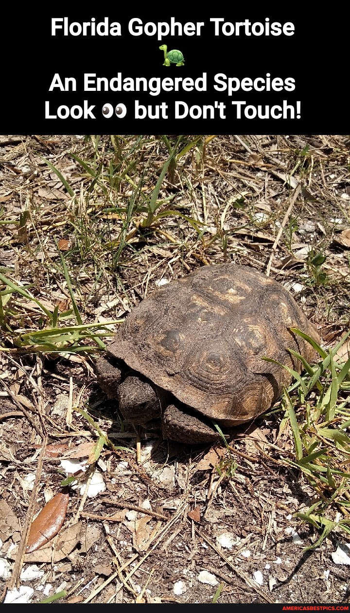 Florida Gopher Tortoise An Endangered Species Look 99 But Don't Touch ...