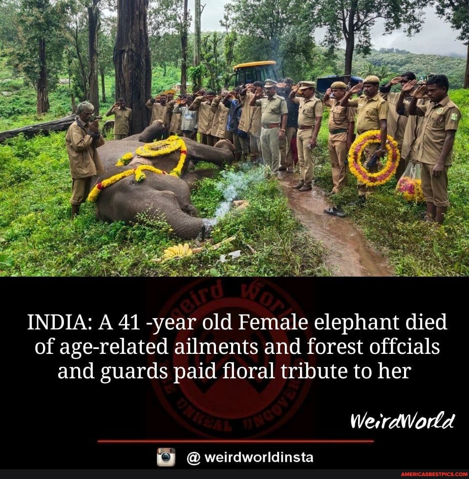 INDIA: A 41 -year old Female elephant died of age-related ailments and forest offcials and guards paid floral tribute to her
WerrdWorla
PR waeirdwarldincta