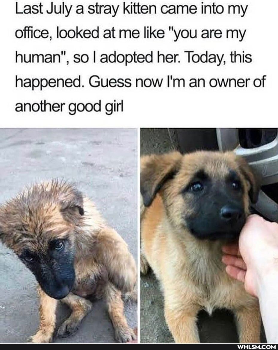 Last July a stray kitten came into my
Office, looked at me like "you are my human", so I adopted her. Today, this happened. Guess now I'm an owner of another good girl