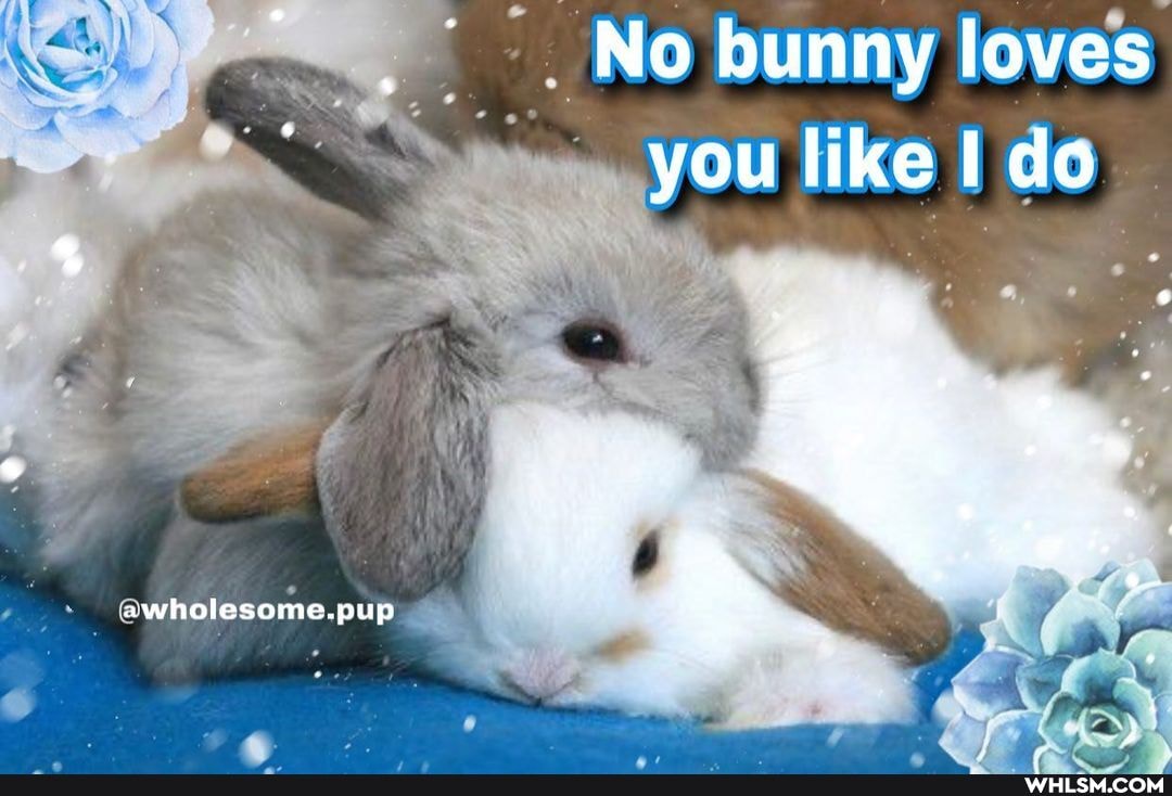 No bunny loves you like do
wholesome.pup