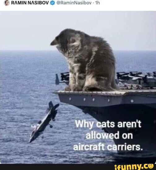 why-cats-aren-t-attowed-on-aircraft-carriers-ifunny