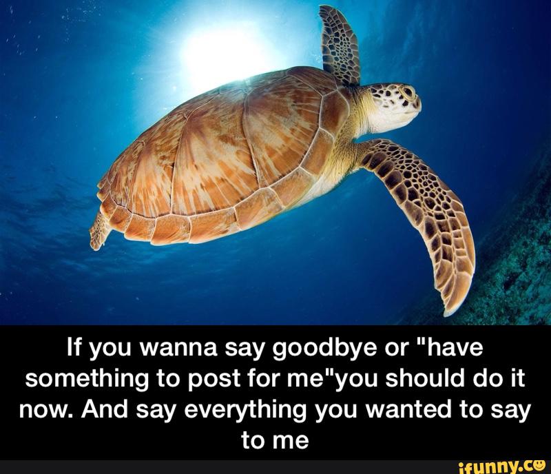 If you wanna say goodbye or "have
something to post for me"you should do it
now. And say everything you wanted to say
to me - If you wanna say goodbye or "have something to post for me"you should do it now. And say everything you wanted to say to me