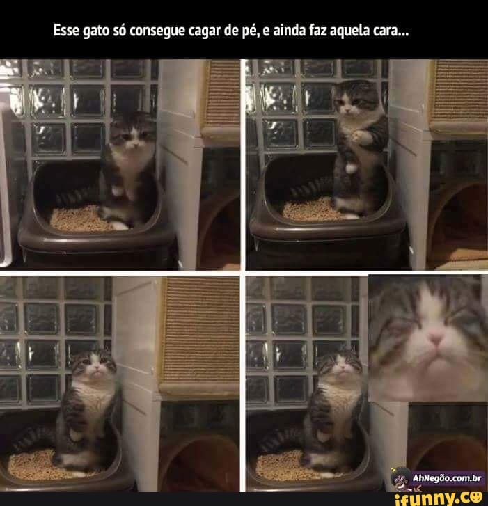 Esse gato sé consegue cagar de pé, e ainda faz aquela cara...