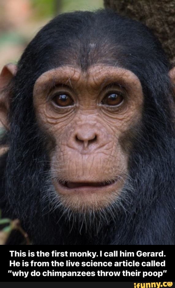 This is the first monky. I call him Gerard. He is from the live science