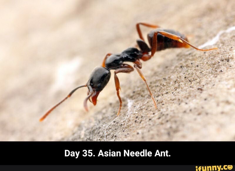Day 35. Asian Needle Ant. - Day 35. Asian Needle Ant.