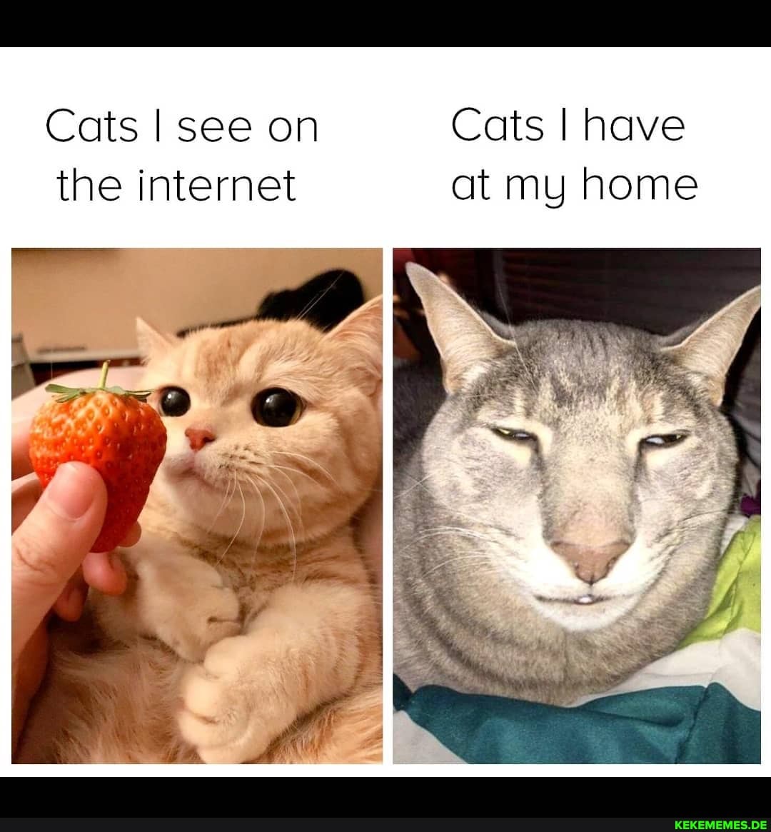 Cats I see on Cats I have the internet at my home