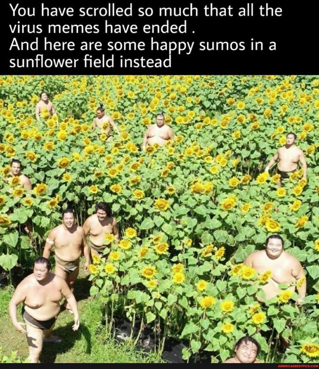 You have scrolled so much that all the virus memes have ended
And here are some happy sumos in a sunflower field instead