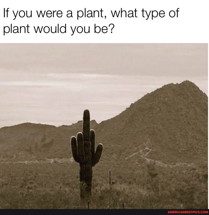 If you were a plant, what type of plant would you be?