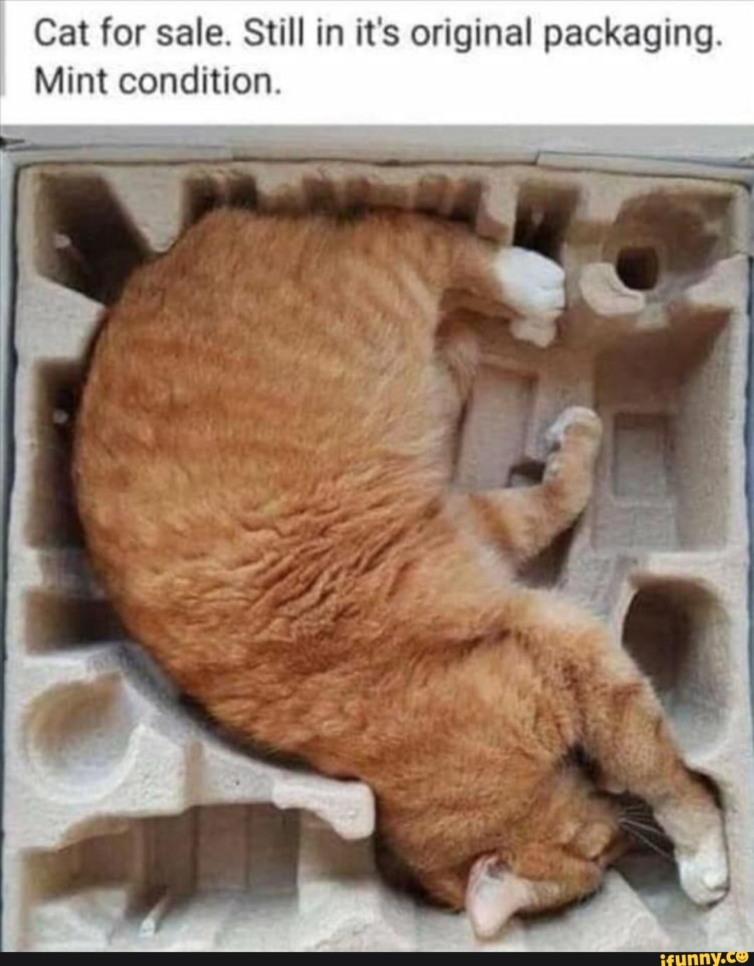 Cat for sale. Still in it's original packaging.
Mint condition.