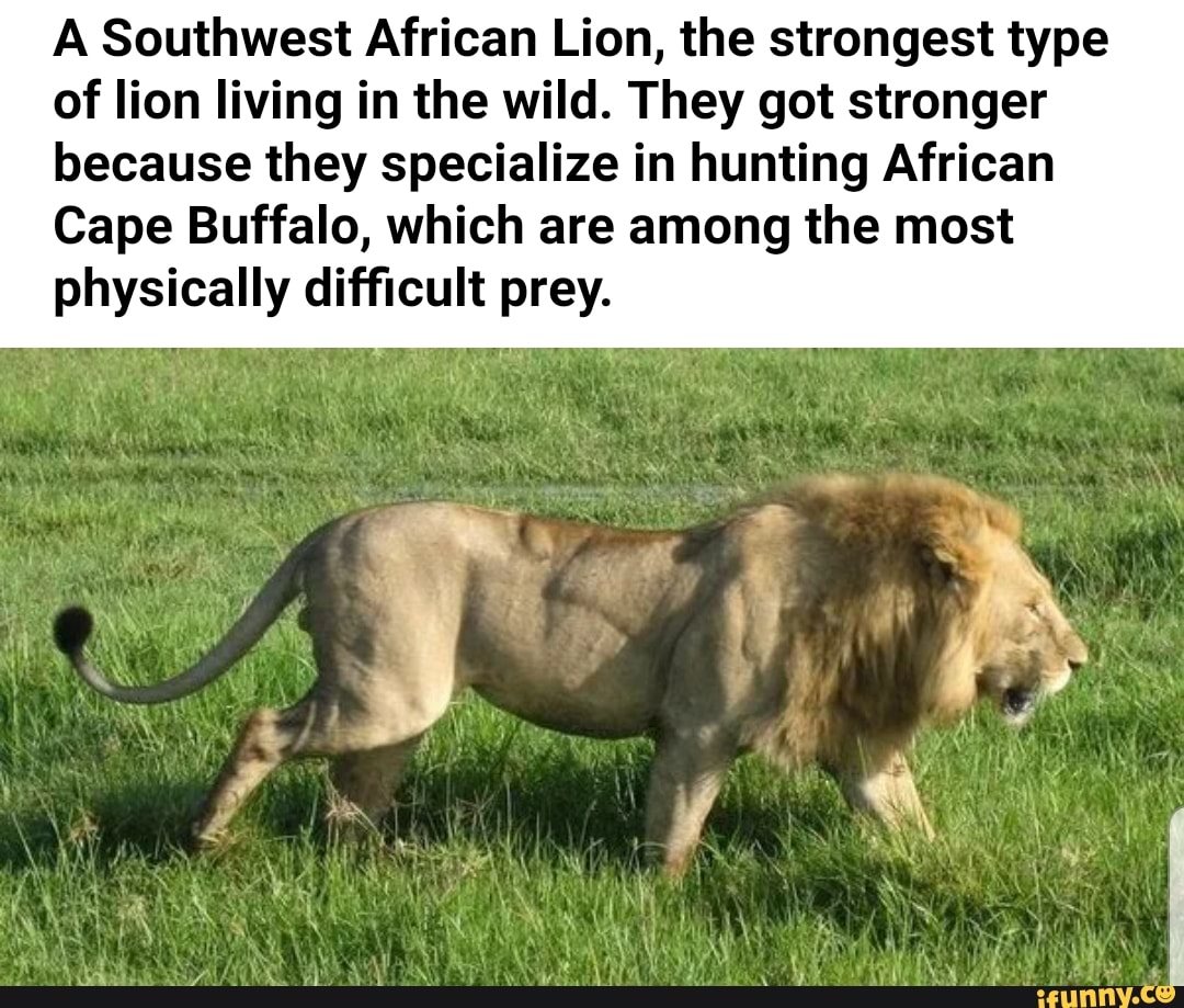 Накаченный лев. Мускулистый Лев. Африканский Лев. Лев с мускулами. Мышцы Льва.