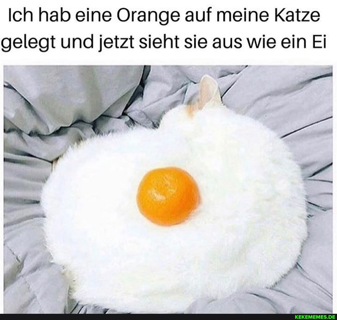Ich hab eine Orange auf meine Katze gelegt und jetzt sieht sie aus wie ein Ei