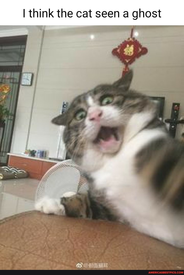 I think the cat seen a ghost
