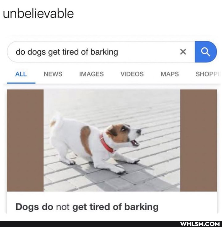 unbelievable
do dogs get tired of barking x
ALL NEWS IMAGES VIDEOS MAPS SHOP'
Dogs do not get tired of barking