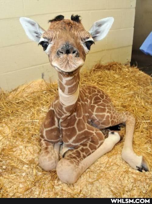 reaction, fynny, cute_animal