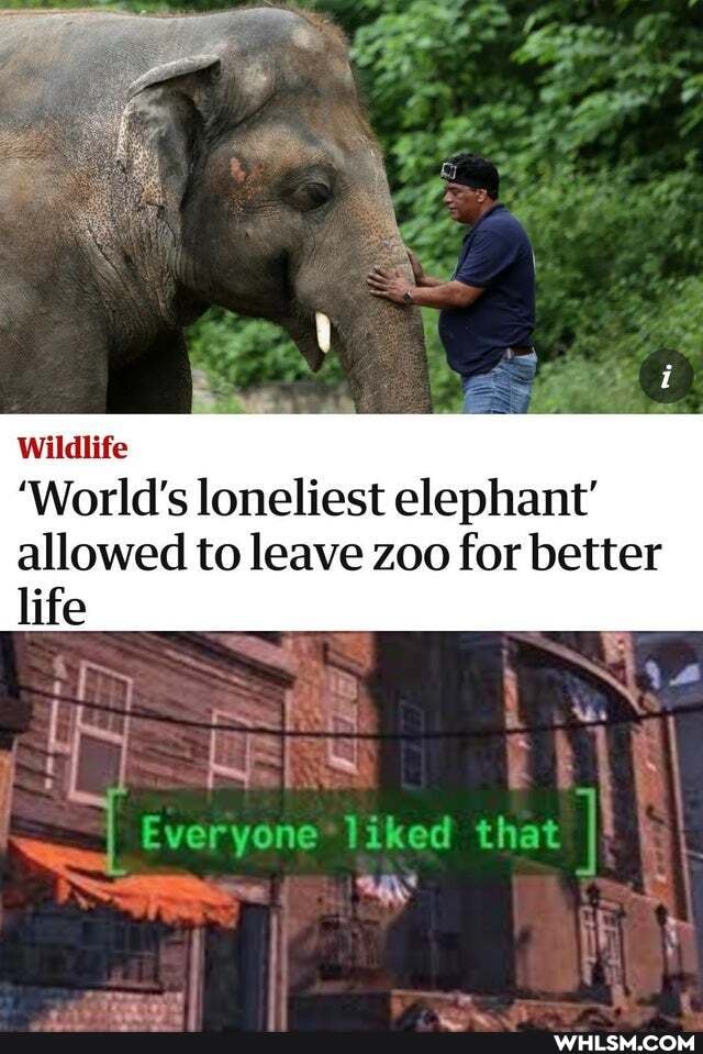 Wildlife
'World's loneliest elephant'
allowed to leave zoo for better life
Everyone iiked that