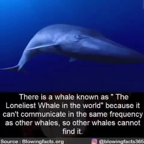 There Is A Whale Known As The Loneliest Whale In The World" Because It ...