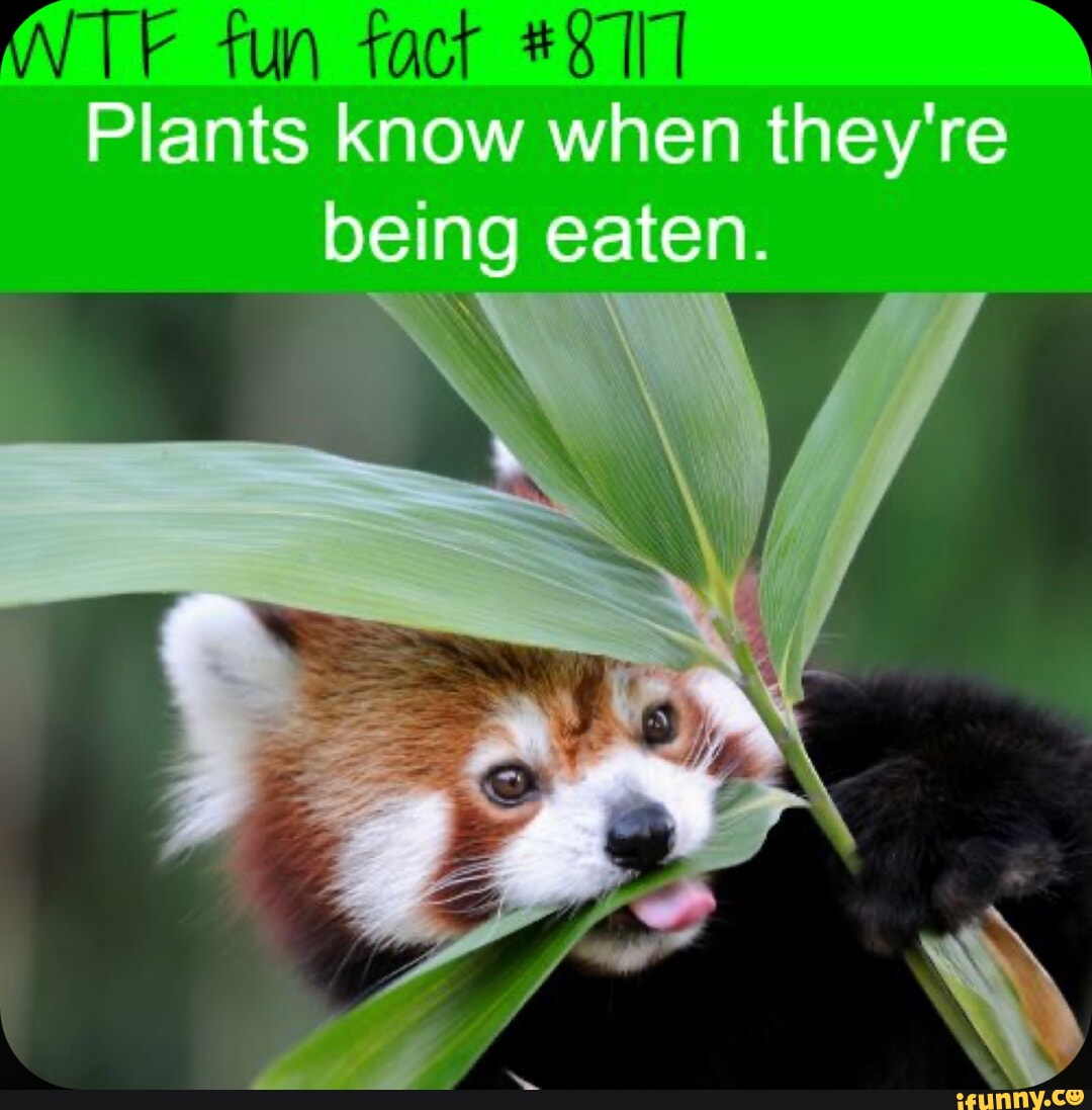 Knows that plants