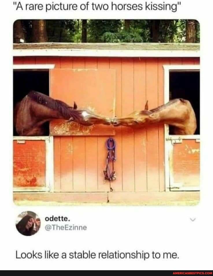 "A rare picture of two horses kissing"
Looks like a stable relationship to me.