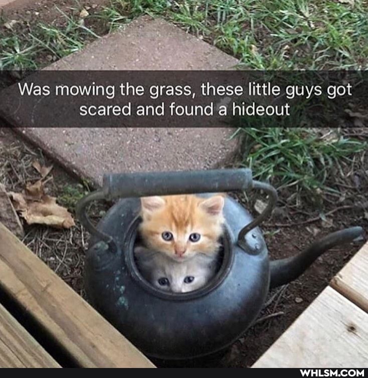 Was mowing the grass, these little guys got scared and found 'a hideout