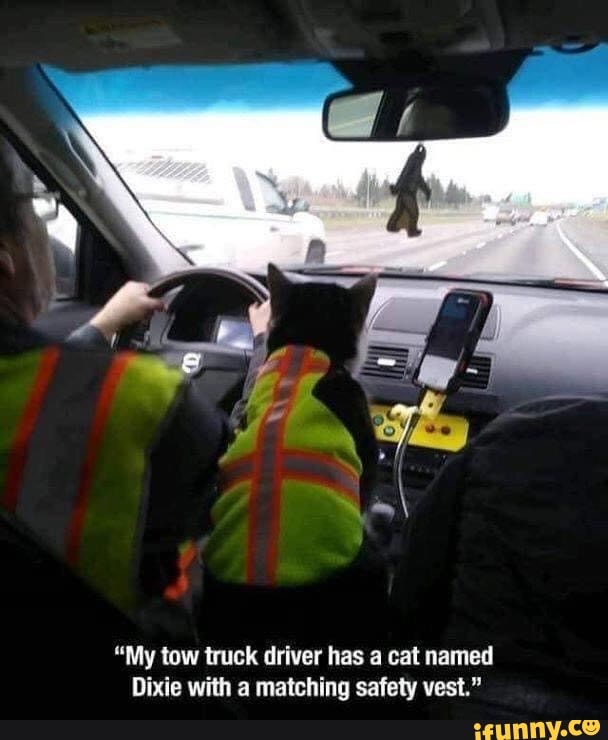 "My tow truck driver has a cat named
Dixie with a matching safety vest."