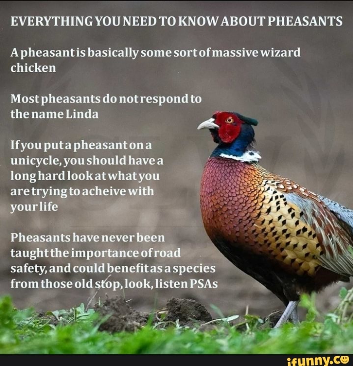 EVERYTHING YOU NEED TO KNOW ABOUT PHEASANTS A pheasantis basically some