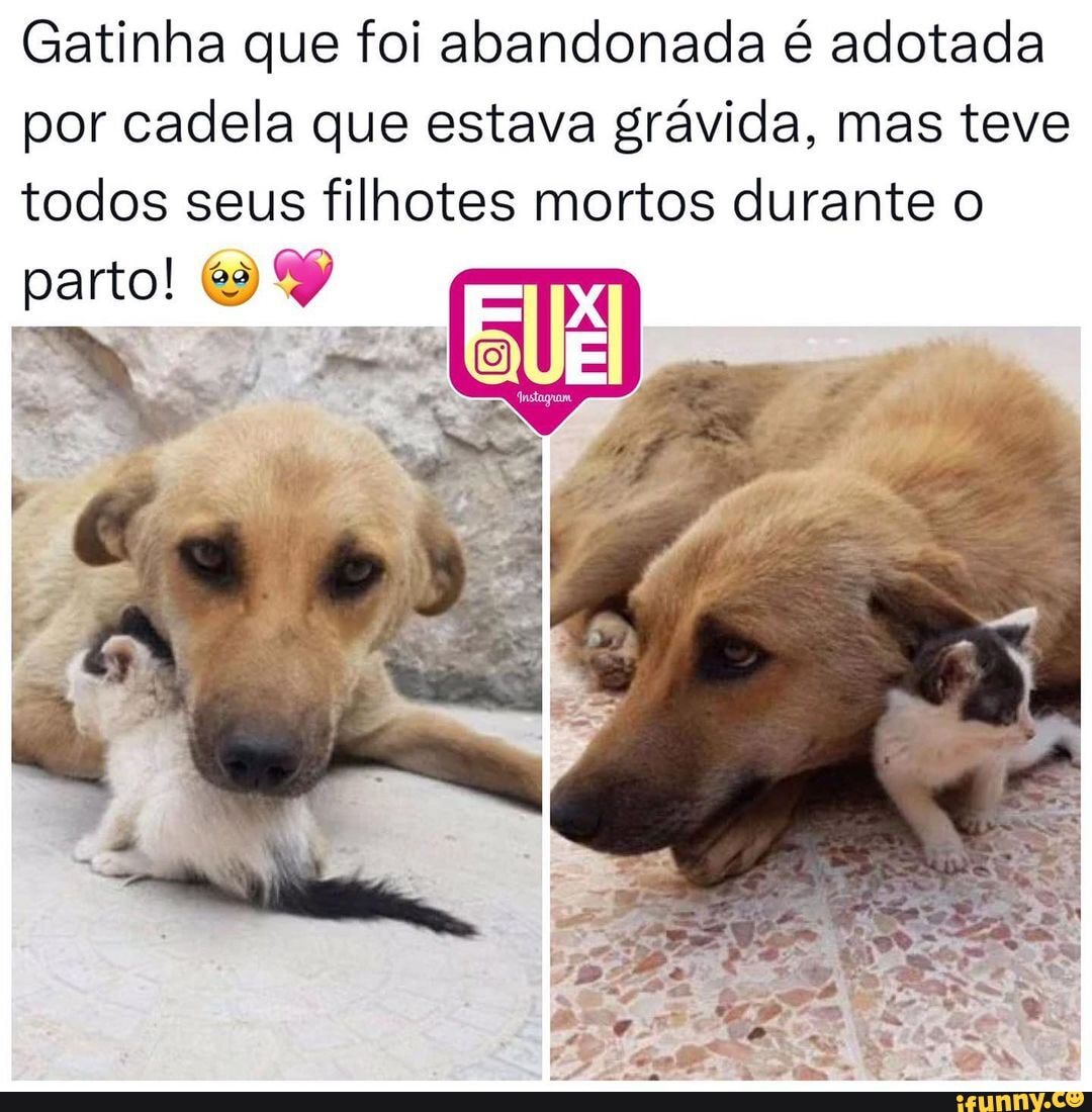 Que Linda 😍 Reprodução Instagram📸 Gatinha Que Foi Abandonada é Adotada Por Cadela Que